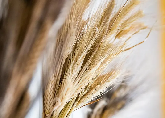 Skopelos Summer Nests - Ariadne Seaview Hotel Stafylos